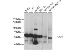 Western blot analysis of extracts of various cell lines, using C antibody (ABIN7266059) at 1:1000 dilution. (CAP1 anticorps  (AA 1-100))
