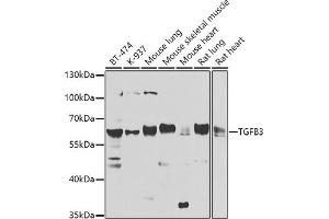 Western blot analysis of extracts of various cell lines, using TGFB3 antibody (ABIN6128822, ABIN6149076, ABIN6149077 and ABIN6224527) at 1:1000 dilution. (TGFB3 anticorps  (AA 25-300))