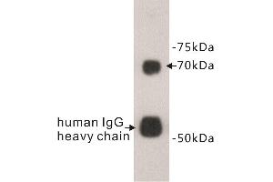 Western Blotting (WB) image for anti-Protein S (PROS) antibody (ABIN1855002) (PROS1 anticorps)