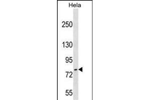 FASTKD3 Antibody (C-term) (ABIN1537508 and ABIN2849647) western blot analysis in Hela cell line lysates (35 μg/lane). (FASTKD3 anticorps  (C-Term))