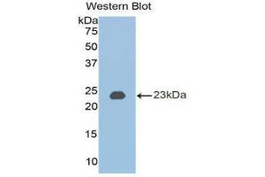 Western Blotting (WB) image for anti-Bone Morphogenetic Protein 2 (BMP2) (AA 50-218) antibody (ABIN3209738) (BMP2 anticorps  (AA 50-218))