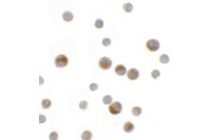 Immunocytochemistry of YPEL1 in HeLa cells with YPEL1 antibody at 2.