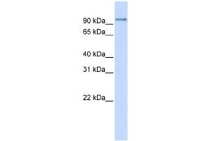 PDXDC1 antibody used at 1 ug/ml to detect target protein. (PDXDC1 anticorps  (N-Term))