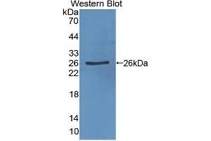 Western blot analysis of the recombinant protein.
