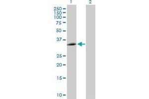 Western Blot analysis of EEF1D expression in transfected 293T cell line by EEF1D MaxPab polyclonal antibody.