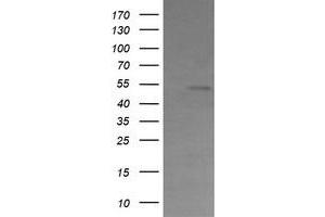 Image no. 1 for anti-Cbl proto-oncogene C (CBLC) (AA 244-474) antibody (ABIN1491263)