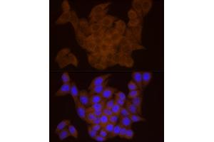 Immunofluorescence analysis of HeLa cells using DTYMK Rabbit mAb (ABIN7266735) at dilution of 1:25 (40x lens). (DTYMK anticorps)