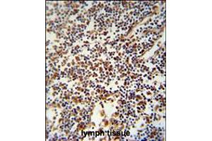 USF2 Antibody immunohistochemistry analysis in formalin fixed and paraffin embedded human lymph tissue followed by peroxidase conjugation of the secondary antibody and DAB staining. (USF2 anticorps  (AA 218-246))