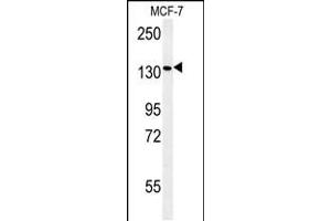 Western blot analysis in MCF-7 cell line lysates (35ug/lane). (PEX1 anticorps  (AA 599-628))