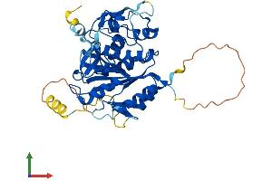 AlphaFold protein structure predicition of Human Recombinant ATG4B Protein, UniprotID Q9Y4P1