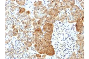 Formalin-fixed, paraffin-embedded human Pancreas stained with VLDL-Receptor Mouse Monoclonal Antibody (VLDLR/1337). (VLDLR anticorps  (C-Term))