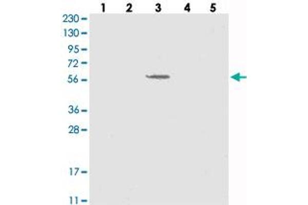 SLC43A3 Antikörper