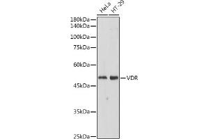 Western blot analysis of extracts of various cell lines, using VDR antibody (ABIN6128919, ABIN6150080, ABIN6150082 and ABIN6215438) at 1:500 dilution.