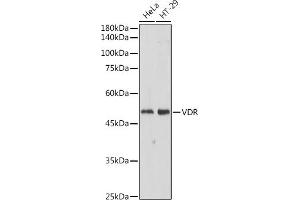 Western blot analysis of extracts of various cell lines, using VDR antibody (ABIN6128919, ABIN6150080, ABIN6150082 and ABIN6215438) at 1:500 dilution. (Vitamin D Receptor anticorps  (AA 128-427))