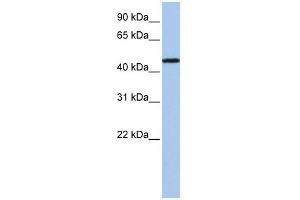 WB Suggested Anti-P2RX2 Antibody Titration:  0.