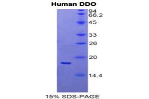SDS-PAGE analysis of Human D-Aspartate Oxidase Protein.