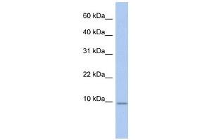 FXYD7 antibody used at 1 ug/ml to detect target protein. (FXYD7 anticorps  (N-Term))