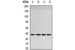 Western blot analysis of INI1 expression in HepG2 (A), MCF7 (B), mouse brain (C), mouse lung (D) whole cell lysates. (SMARCB1 anticorps)