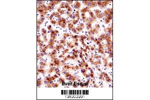 SEC61B Antibody immunohistochemistry analysis in formalin fixed and paraffin embedded human liver tissue followed by peroxidase conjugation of the secondary antibody and DAB staining.