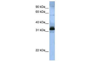 SFRS2B antibody used at 1 ug/ml to detect target protein. (SFRS2B anticorps  (Middle Region))