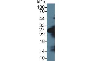 Western blot analysis of Mouse Serum, using Mouse ELA1 Antibody (1 µg/ml) and HRP-conjugated Goat Anti-Rabbit antibody ( (CELA1 anticorps  (AA 44-259))