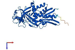 AlphaFold protein structure predicition of Mouse Recombinant Ddo Protein, UniprotID Q922Z0