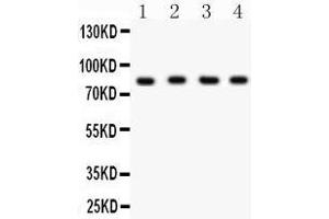 Anti- KU80 Picoband antibody, Western blotting All lanes: Anti KU80  at 0.