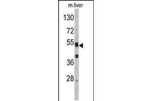 Western blot analysis of SERPINC1 Antibody in mouse liver tissue lysates (35ug/lane) (SERPINC1 anticorps  (C-Term))