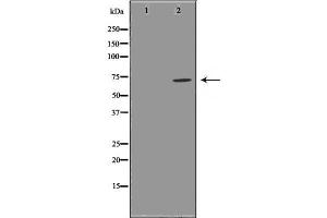 Western blot analysis GCSc-γ using RAW264. (GCLC anticorps  (N-Term))
