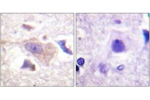 Immunohistochemistry analysis of paraffin-embedded human brain tissue, using GRB10 (Ab-67) Antibody. (GRB10 anticorps  (AA 33-82))
