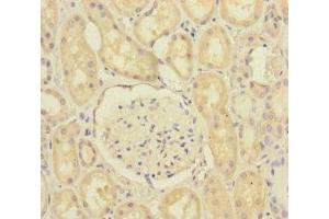 Immunohistochemistry of paraffin-embedded human kidney tissue using ABIN7168641 at dilution of 1:100 (SCFD1 anticorps  (AA 373-642))
