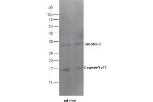 Rat lung lysate 30ug, probed  at 1:200 overnight in 4˚C. (Caspase 3 anticorps  (AA 60-100))