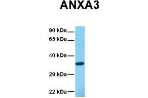Host:  Rabbit  Target Name:  ANXA3  Sample Tissue:  Human Fetal Lung  Antibody Dilution:  1. (Annexin A3 anticorps  (N-Term))