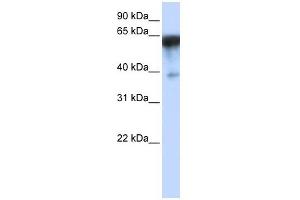 KIRREL antibody used at 1 ug/ml to detect target protein. (KIRREL anticorps)
