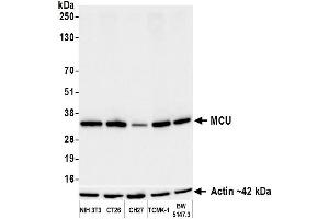Western Blotting (WB) image for anti-Mitochondrial Calcium Uniporter (MCU) (AA 300-350) antibody (ABIN7795789)