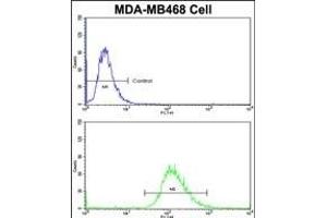 Flow cytometric analysis of MDA-M cells using SCFD1 Antibody (C-term)(bottom histogram) compared to a negative control cell (top histogram)FITC-conjugated goat-anti-rabbit secondary antibodies were used for the analysis. (SCFD1 anticorps  (C-Term))
