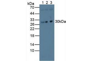 Figure. (MAPRE1 anticorps  (AA 2-268))