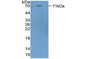 Detection of Recombinant ASPN, Mouse using Polyclonal Antibody to Asporin (ASPN) (Asporin anticorps  (AA 16-373))