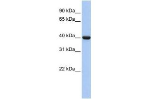 Western Blotting (WB) image for anti-Guanine Nucleotide Binding Protein (G Protein), alpha Inhibiting Activity Polypeptide 2 (GNAI2) antibody (ABIN2459790) (GNAI2 anticorps)
