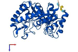 AlphaFold protein structure predicition of Human Recombinant HYI Protein, UniprotID Q5T013