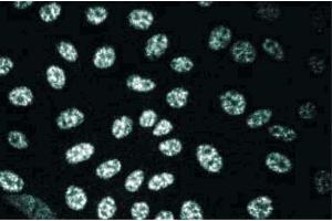 MDCK (SLU7 anticorps  (AA 457-570))