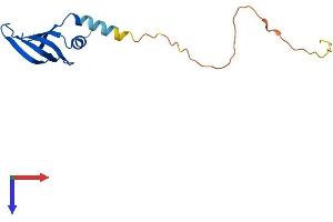 AlphaFold protein structure predicition of Mouse Recombinant Lsm4 Protein, UniprotID Q9QXA5