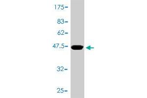 Western Blot detection against Immunogen (43.