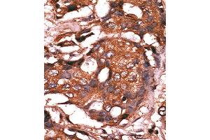Immunohistochemistry (IHC) image for anti-Guanylate Cyclase 1 Soluble Subunit Alpha (GUCY1A1) antibody (ABIN3003008) (GUCY1A1 anticorps)