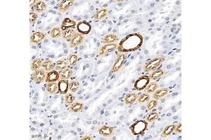 Immunohistochemistry of paraffin embedded mouse kidney using MAL2 (ABIN7074549) at dilution of 1: 700 (400x lens)