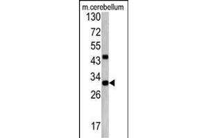 Western blot analysis of ZWINT antibody (Center) (ABIN390639 and ABIN2840941) in mouse cerebellum tissue lysates (35 μg/lane). (ZWINT anticorps  (AA 59-88))