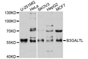 Western blot analysis of extracts of various cell lines, using B3GALTL antibody (ABIN5996077) at 1/1000 dilution. (B3GALTL anticorps)