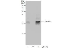 IP Image Immunoprecipitation of Survivin protein from 293T whole cell extracts using 5 μg of Survivin antibody, Western blot analysis was performed using Survivin antibody, EasyBlot anti-Rabbit IgG  was used as a secondary reagent.