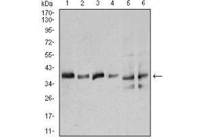 Western Blotting (WB) image for anti-Annexin A1 (ANXA1) (AA 144-248) antibody (ABIN1842825) (Annexin a1 anticorps  (AA 144-248))