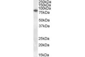Western Blotting (WB) image for anti-Cytochrome B-245, beta Polypeptide (CYBB) (Internal Region) antibody (ABIN2464149) (CYBB anticorps  (Internal Region))